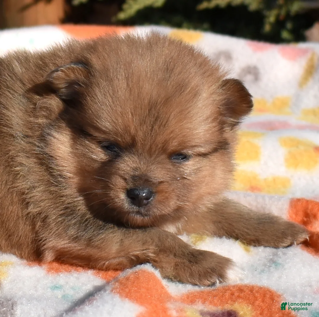 Pomeranian dogs for sale: Lily  - Ad 1