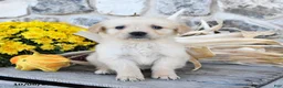 Golden Retriever dogs for sale: Buddy - Ad 4