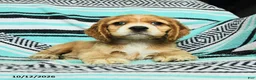 Cocker Spaniel dogs for sale: Crumpet - Ad 3