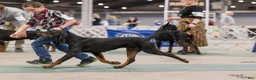 Black And Tan Coonhound dogs for sale: Pete - Ad 5