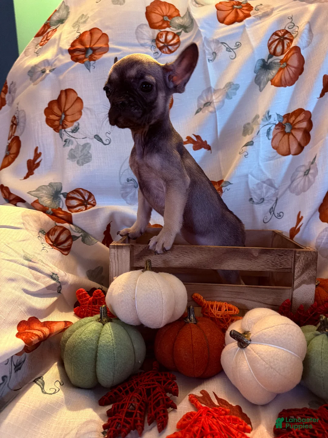 French Bulldog dogs for sale: Fawn Girl - Ad 1