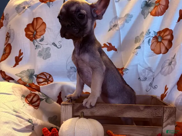 French Bulldog dogs for sale: Fawn Girl - Ad 5