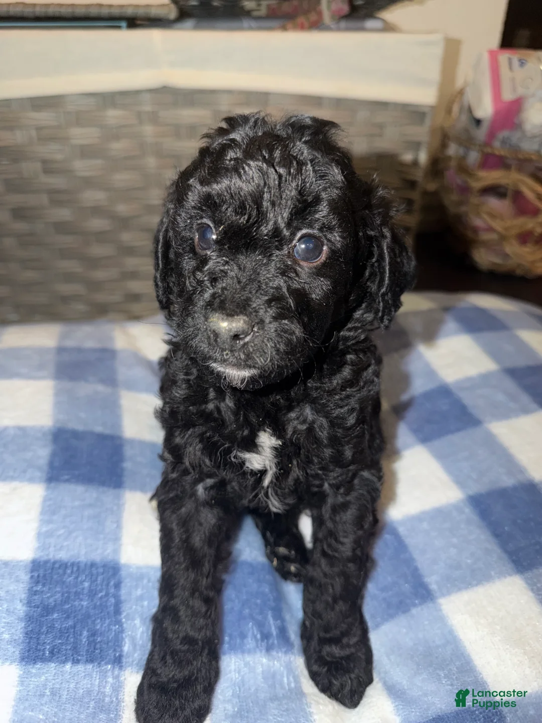 Mixed Breed dogs for sale: Mixed Breed 1 - Ad 2