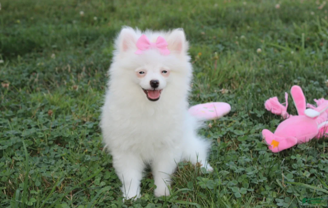Pomeranian dogs for sale: Bianca  - Ad 2