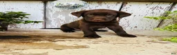 Labrador Retriever dogs for sale: Cooper - Ad 6