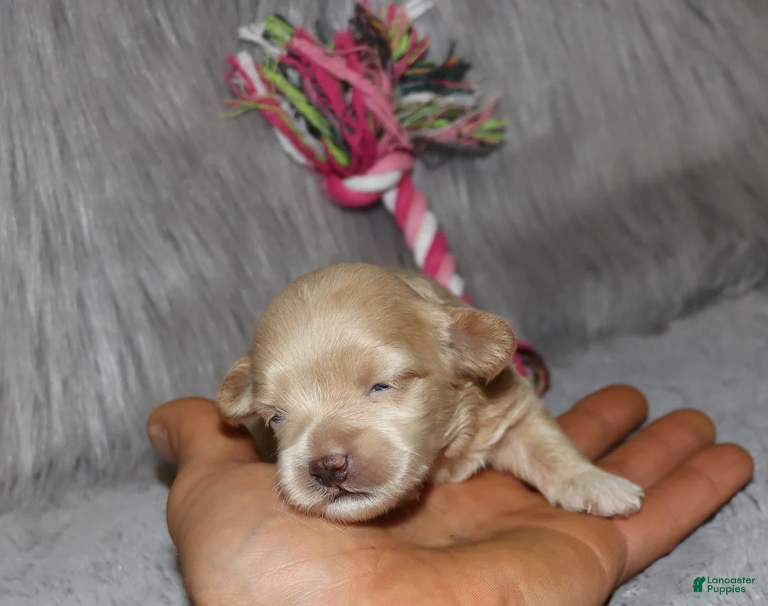 Havapoo dogs for sale: Addie 👨‍👨‍👦‍👦💞🐕Miniature - Ad 26