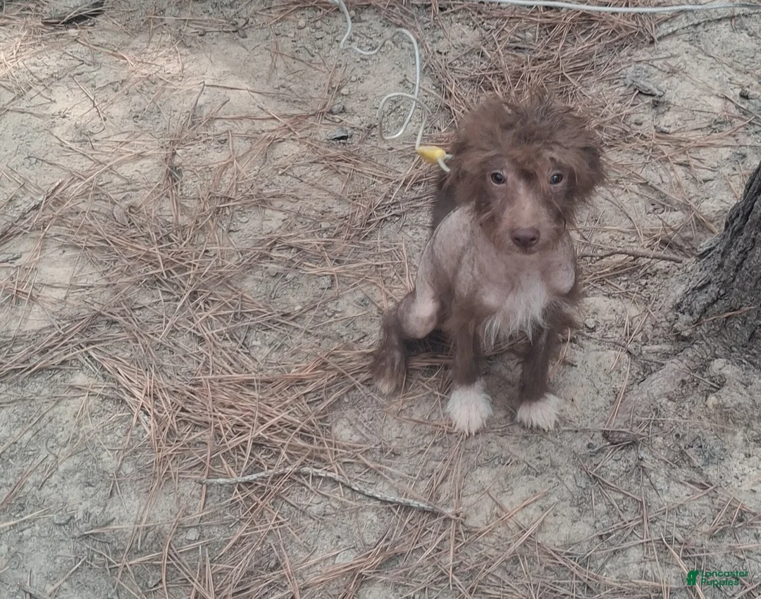 Chinese Crested dogs for sale:  1 - Ad 2