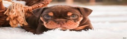 English Bulldog dogs for sale: Glamour - Ad 1