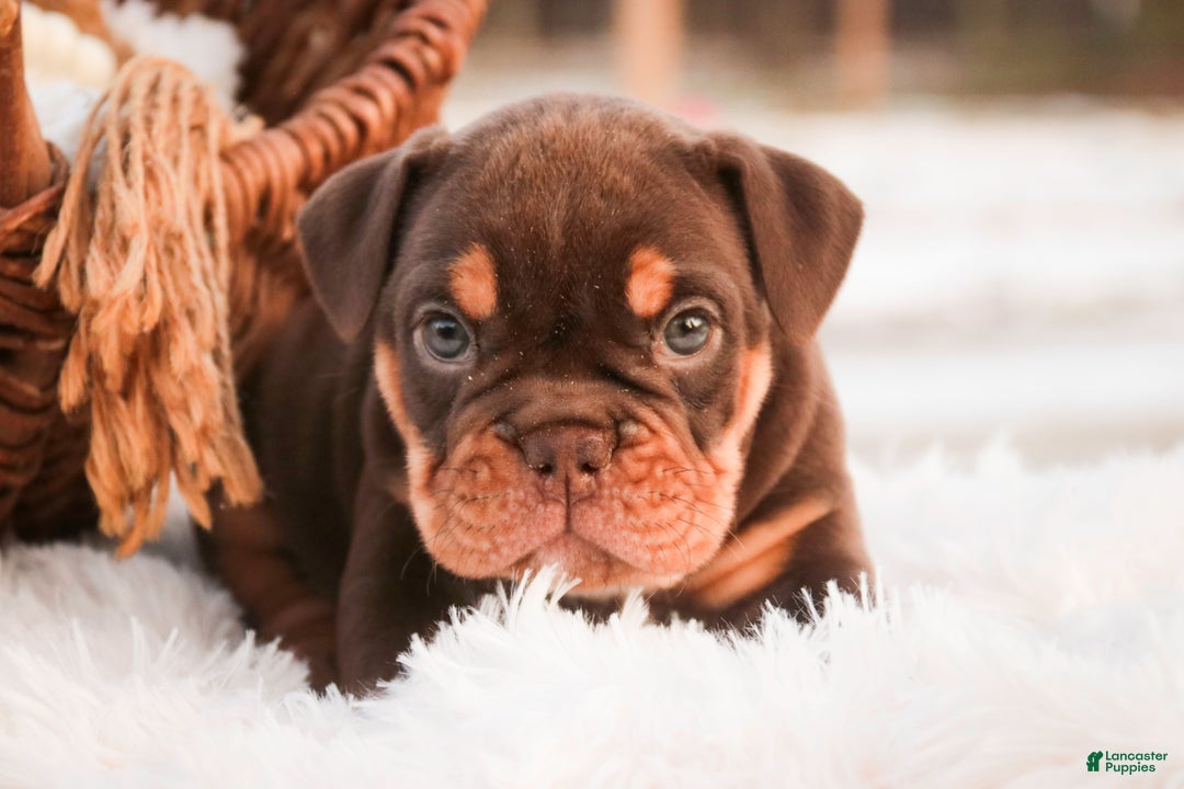 English Bulldog dogs for sale: Glamour - Ad 1