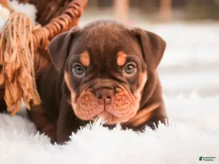 English Bulldog dogs Glamour - Ad 36