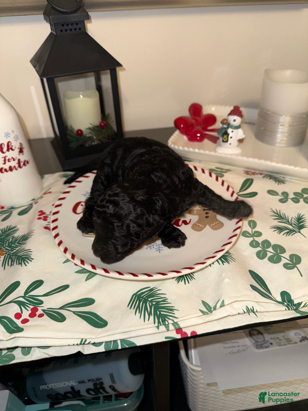 Toy Poodle dogs for sale: Dash - Ad 5