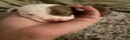 American Bully dogs for sale: Phantom - Ad 3