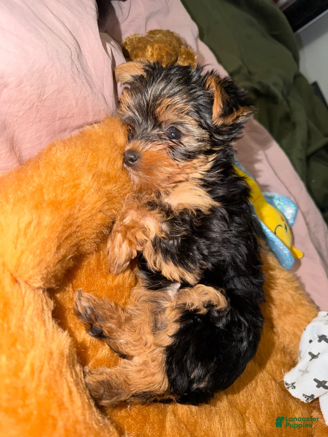 Yorkshire Terrier dogs for sale: Yorkshire Terrier Puppy 1 - Ad 8