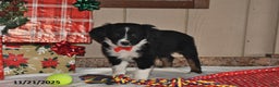 Australian Shepherd dogs for sale: Dakota - Ad 3