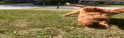 Goldendoodle dogs for sale: Goldendoodle 1 - Ad 2