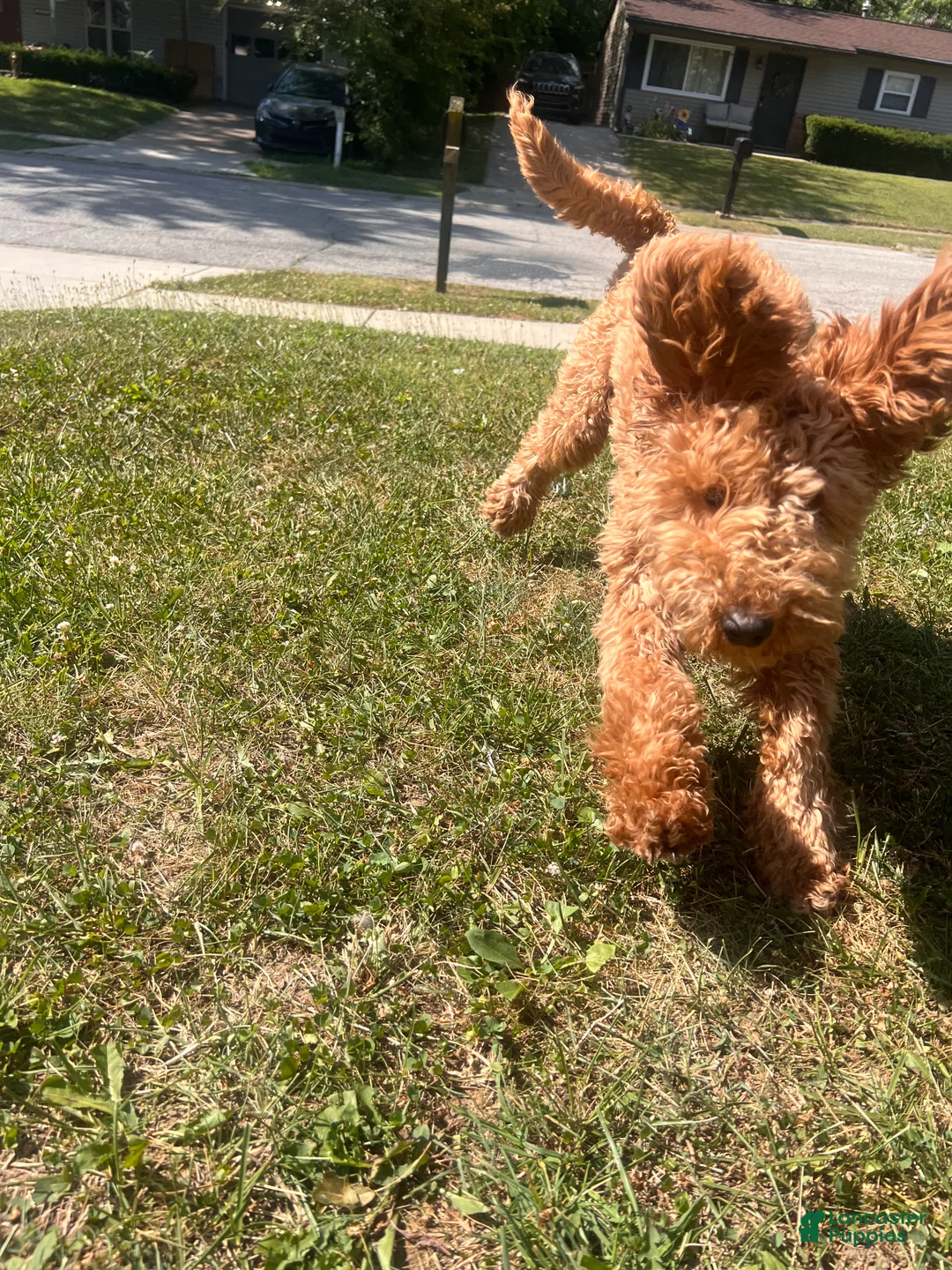 Goldendoodle dogs for sale: Goldendoodle 1 - Ad 2