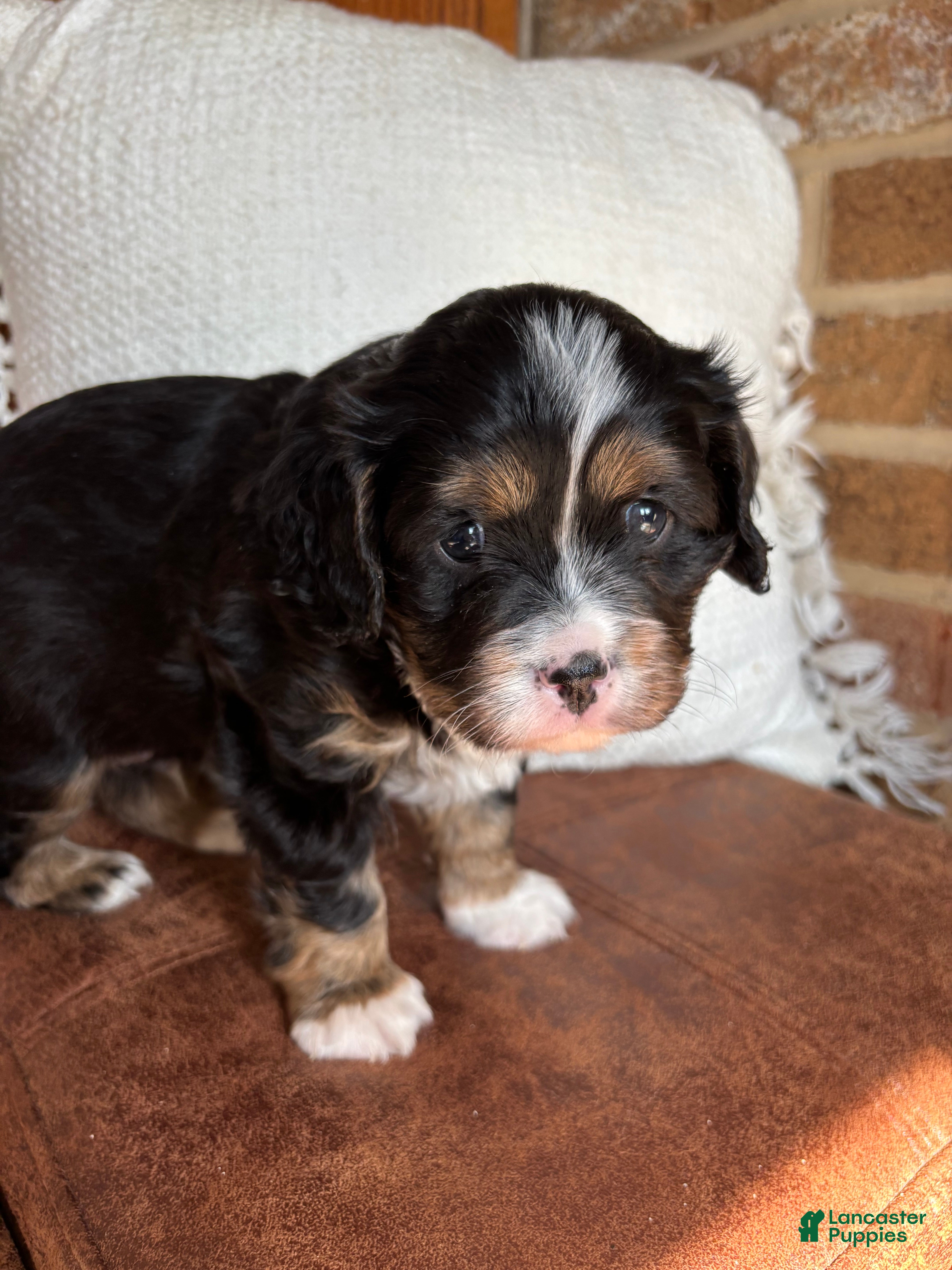 Miniature Bernese Mountain Dog dogs Tank - Ad 2