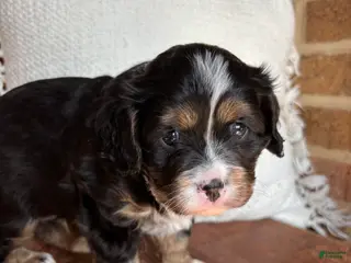 Miniature Bernese Mountain Dog dogs Tank - Ad 1