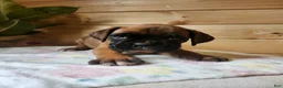Boxer dogs for sale: Jada  - Ad 3