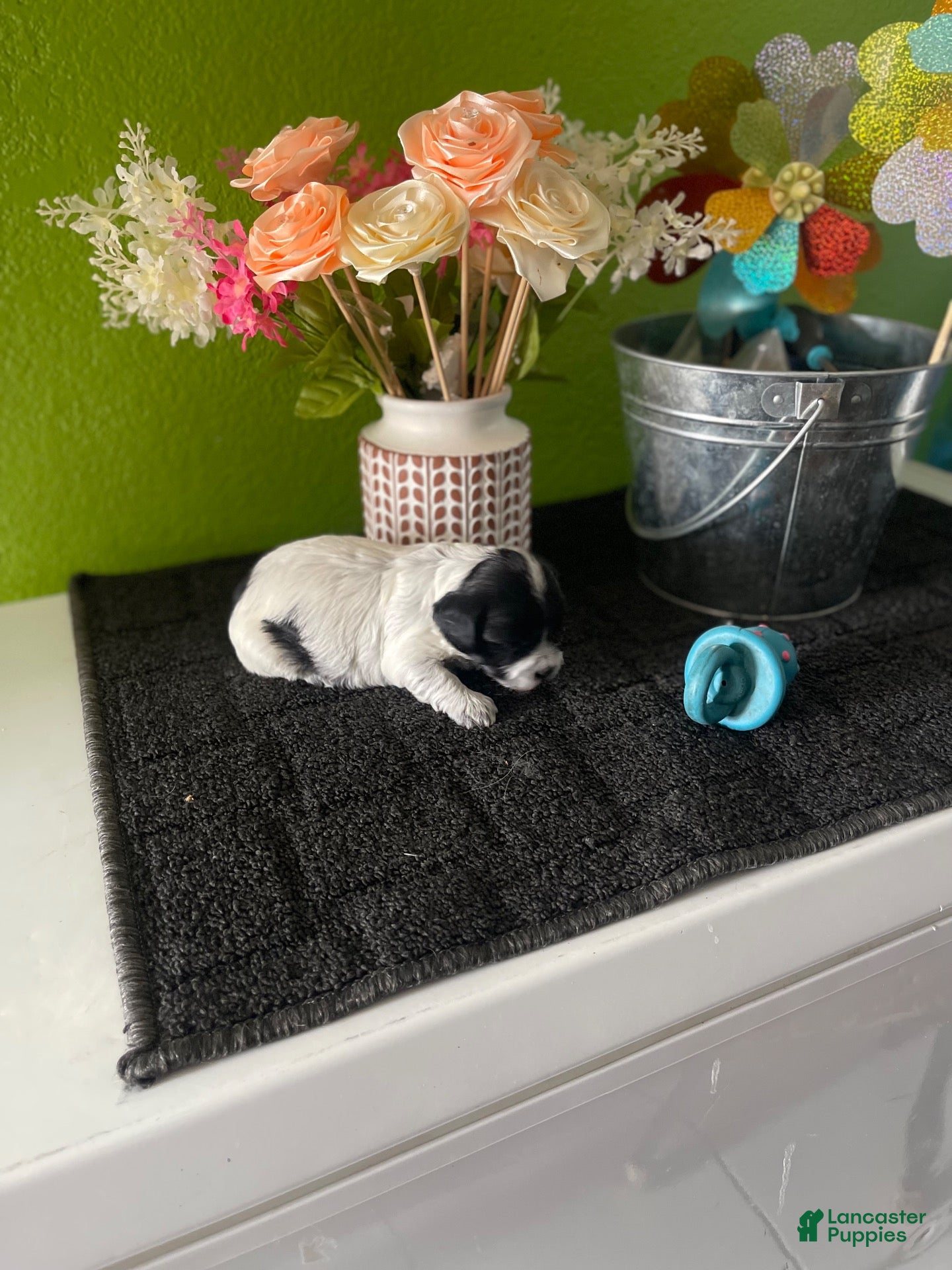 Havanese dogs Havanese 5 - Ad 16