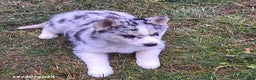 Gerberian Shepsky dogs for sale: Luna  - Ad 2