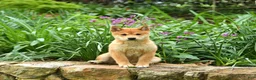 Shiba Inu dogs for sale: Dallas  - Ad 4