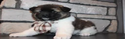 Akita dogs for sale: AKC Teddy - Ad 9