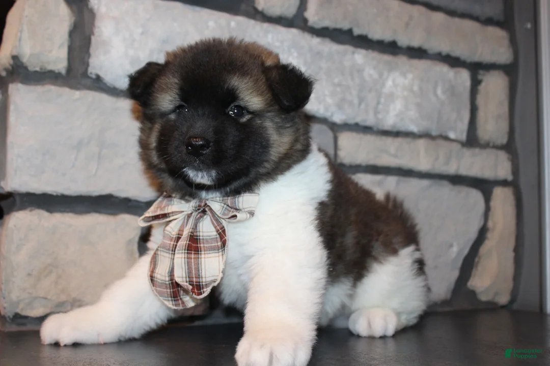 Akita dogs for sale: AKC Teddy - Ad 9