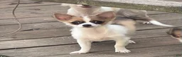 Chihuahua dogs for sale: Dolly - Ad 9