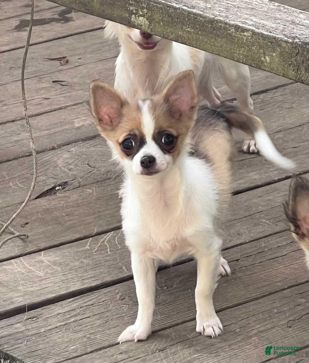 Chihuahua dogs for sale: Dolly - Ad 9