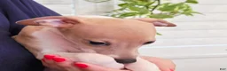 Italian Greyhound dogs for sale: Santiago - Ad 14