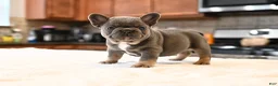 French Bulldog dogs for sale: French Bulldog Puppy 1 - Ad 5