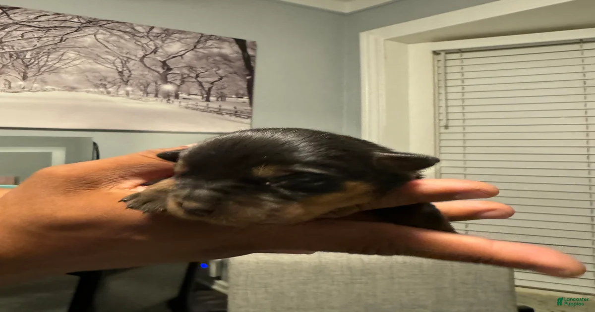 Rottweiler Puppy 2 Rottweiler for sale in Detroit | Lancaster Puppies