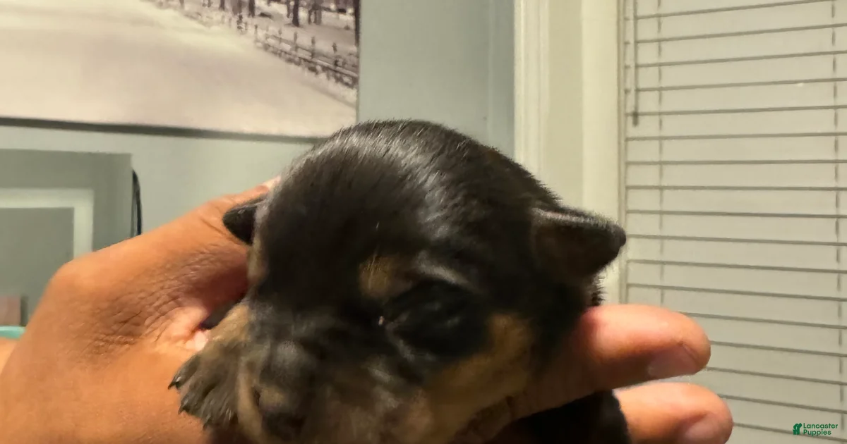Rottweiler Puppy 2 Rottweiler for sale in Detroit | Lancaster Puppies