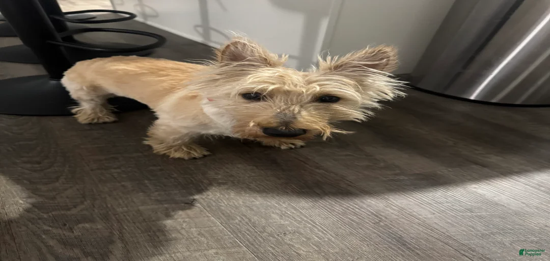 Gallery Image {{count}}