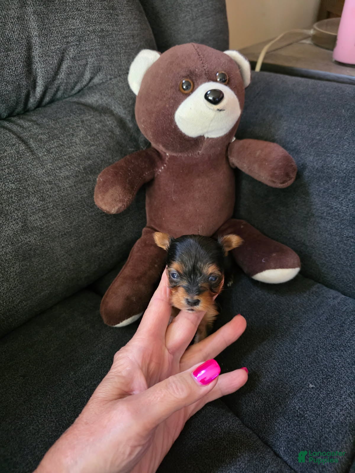 Yorkshire Terrier dogs for sale: Bear - Ad 4