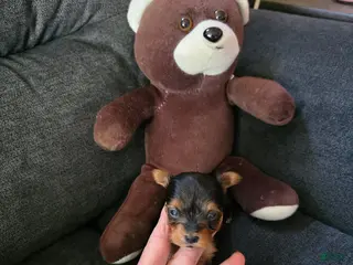 Yorkshire Terrier dogs for sale: Bear - Ad 4