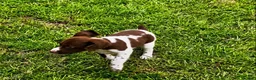 Brittany Spaniel dogs for sale: Theo - Ad 5