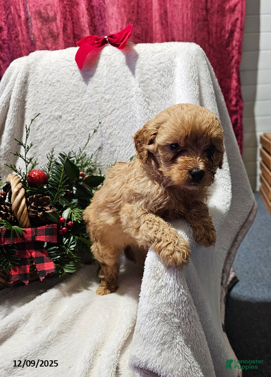 Havapoo dogs for sale: Steven - Ad 3