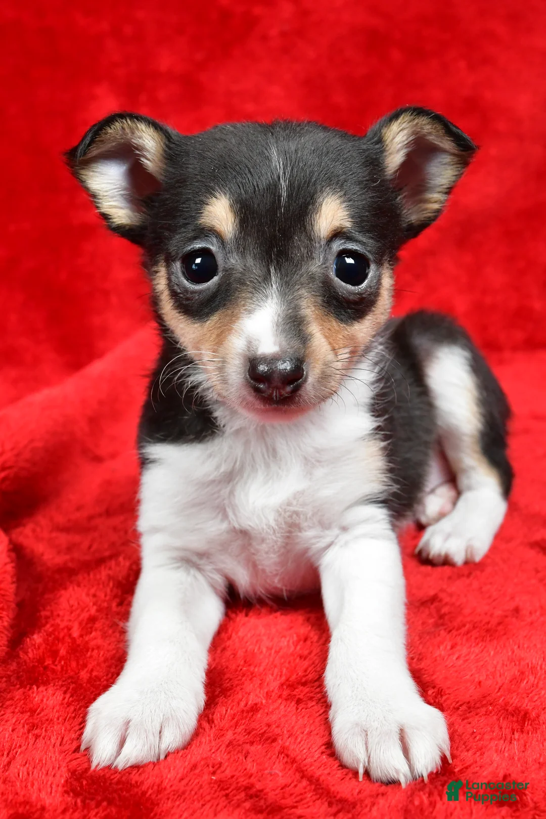 Toy Fox Terrier dogs for sale: Sadie - Ad 3