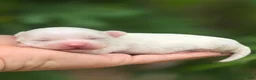 Mixed Breed dogs for sale: Linen - Ad 1