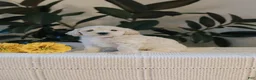 Maltipoo dogs for sale: Fletcher - Ad 3