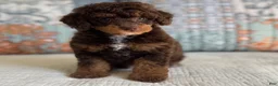 Miniature Poodle dogs for sale: Artie - Ad 8