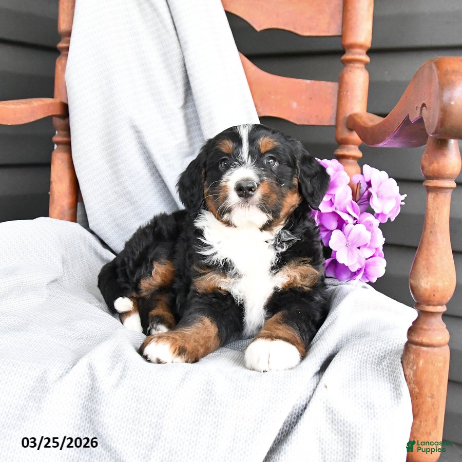Mini Bernedoodle dogs Lavender - Ad 1