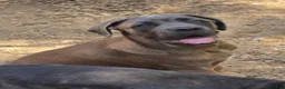 Cane Corso dogs for sale: Cane Corso 4 - Ad 1