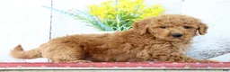 Mini Goldendoodle dogs for sale: Kaden - Ad 5