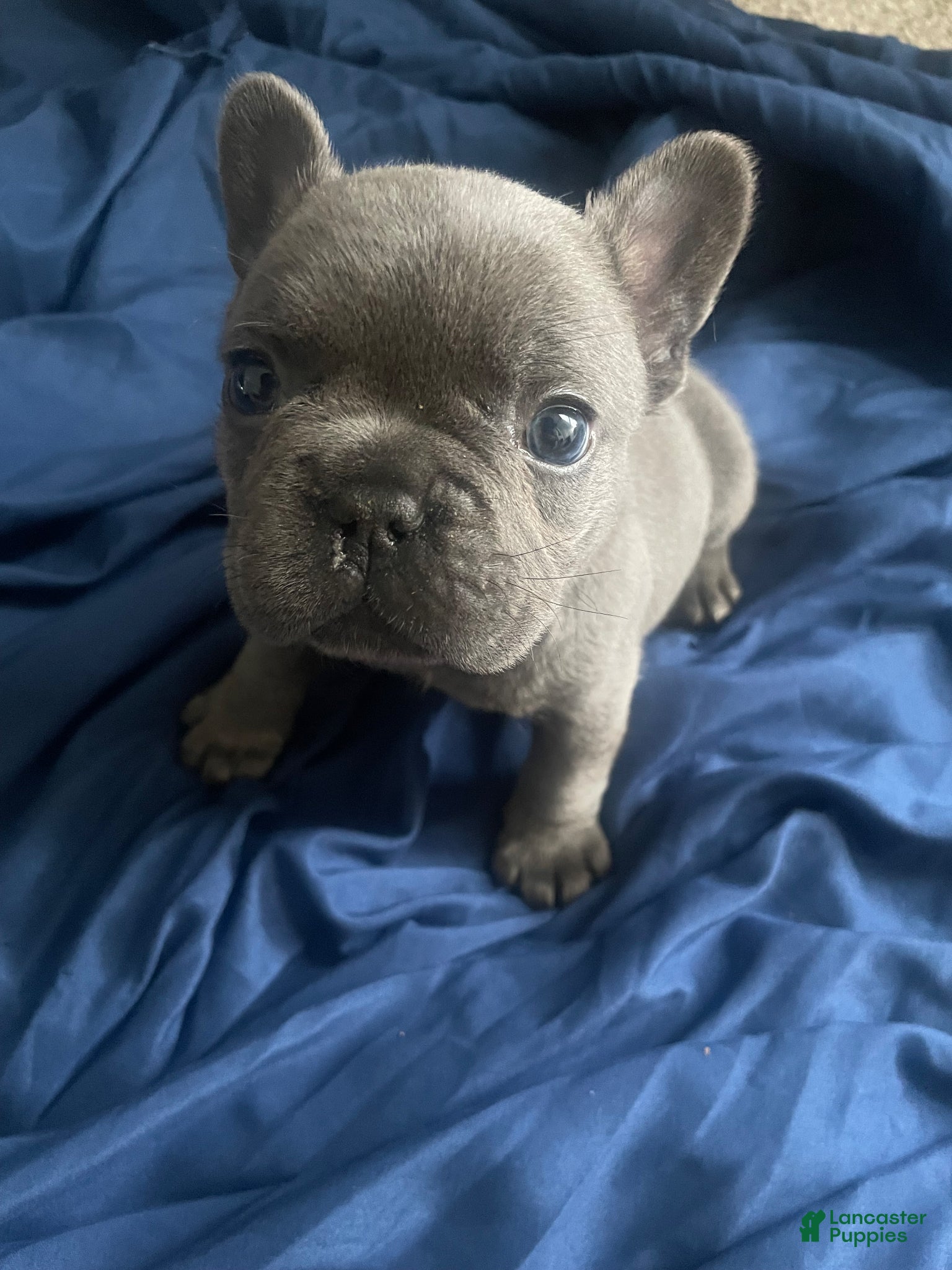 French Bulldog dogs French Bulldog Puppy 1 - Ad 37
