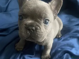 French Bulldog dogs French Bulldog Puppy 1 - Ad 29