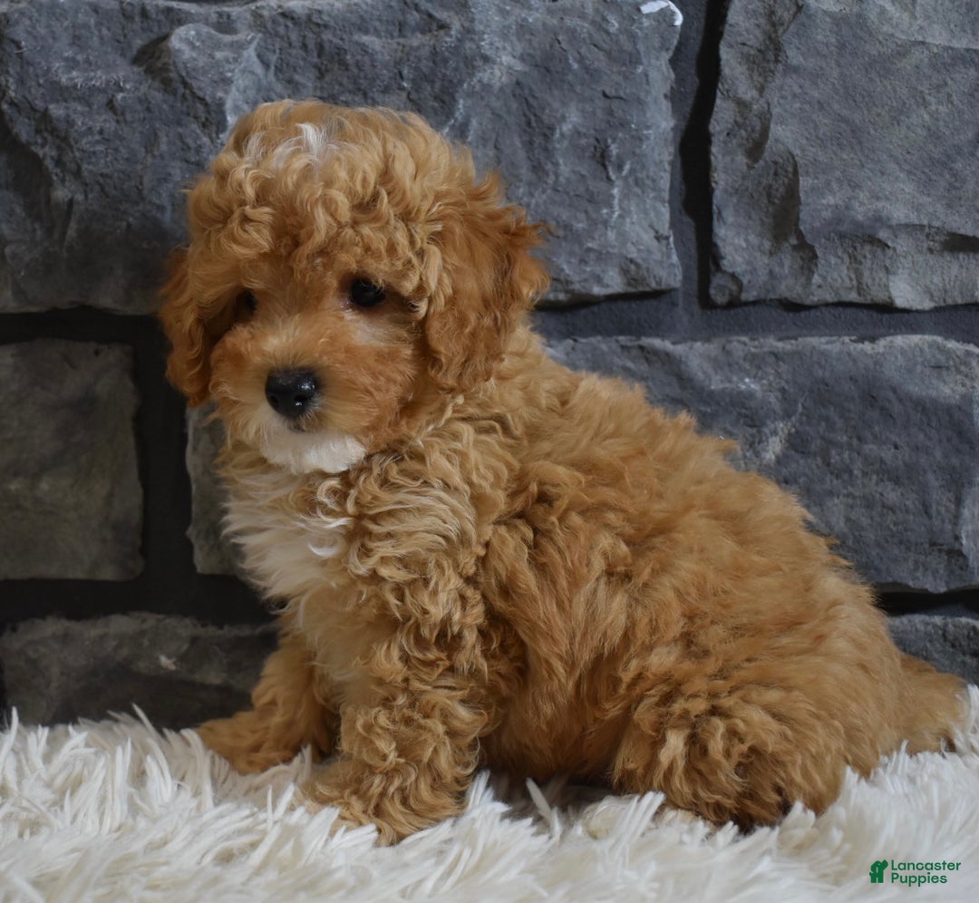 Toy Poodle dogs for sale: Murphy  - Ad 8