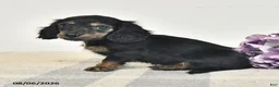 Miniature Dachshund dogs for sale: Clover  - Ad 3